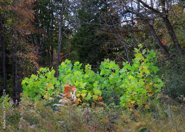 Fototapeta Maple tree saplings with bright green leaves