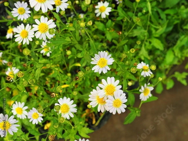 Fototapeta Kalimeris indica resembles a daisy or marigold. The flat flowers have yellow center and long, thin petals. Indian Aster is a perennial, flowering herbaceous plant in the family Asteraceae (Compositae)
