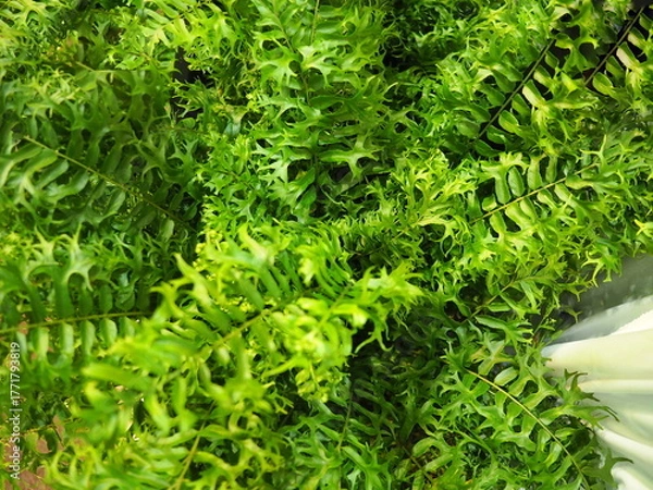 Fototapeta Fishtail Fern, pinnate leaves with serrated tips, green and white in center. Tips are divided into 2 lobes, resembling a crab's claw or fish's tail. Leaf margins are wavy. Nephrolepis biserrata (Sw.) 