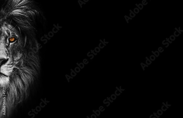 Obraz Portret piękny lew, lew w ciemności