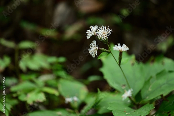 Obraz 秋の野草　コウヤボウキの白い花