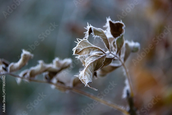 Fototapeta Frozen leaves on a tree. Selective focus.
