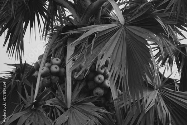 Fototapeta The palm tree: A majestic tropical palm tree with fan-shaped leaves, bearing clusters of round, hydrating, and cooling fruits.