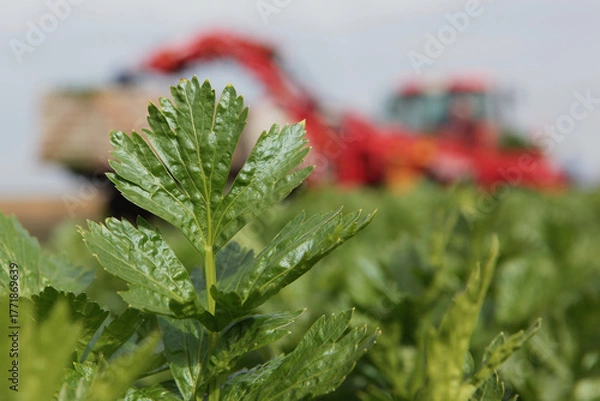 Fototapeta Harvesting celery from the field. Agricultural work. Celery stalks. Agricultural industry.