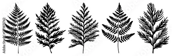 Fototapeta PNG Vintage botanical fern illustrations, element set on transparent background
