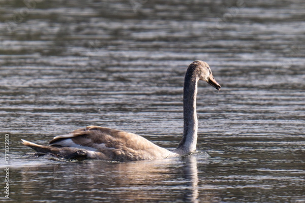 Obraz a young swan swimming