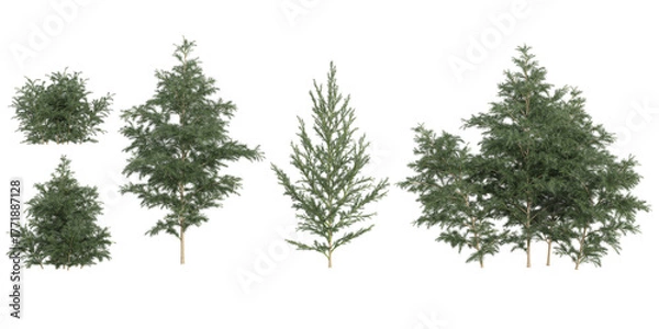 Fototapeta Collection of Euonymus,Cryptomeria plants on transparent background