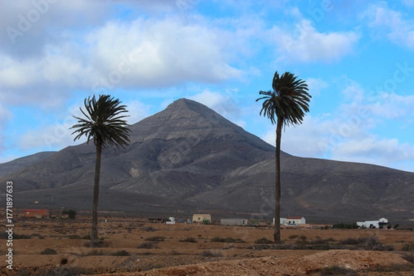 Obraz Two Palm Trees with Desert Mountain Background in Fuerteventura, Canary Islands