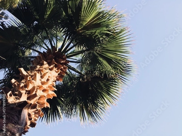 Obraz palm tree and blue sky