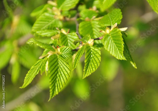 Fototapeta Hornbeam (Carpinus) tree branch with young leaves