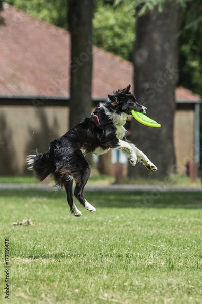 Fototapeta Border collie - Fresbee