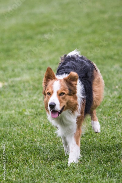 Fototapeta Border collie