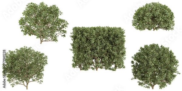 Obraz green moss isolated on white background