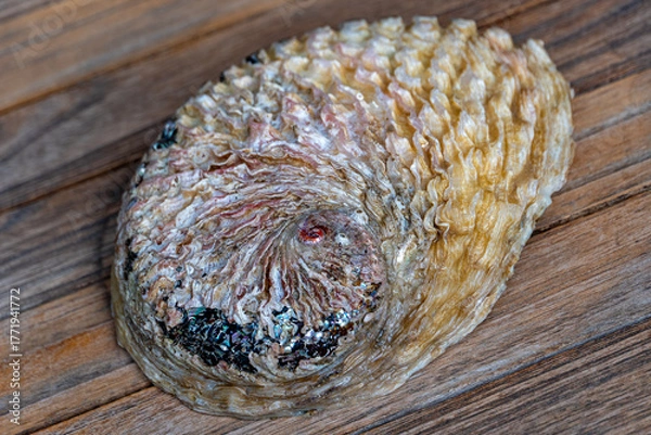 Obraz Äußere Schale eines Seeohrs