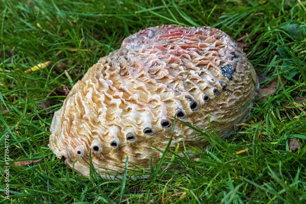 Obraz Äußere Schale eines Seeohrs