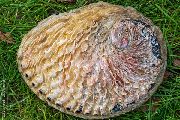 Obraz Äußere Schale eines Seeohrs