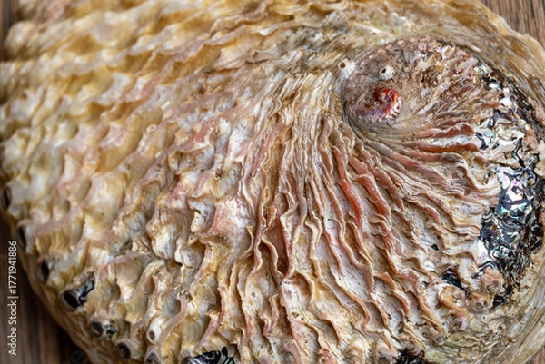 Obraz Äußere Schale eines Seeohrs