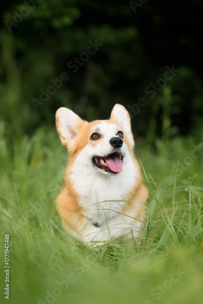 Obraz red dog corgi	