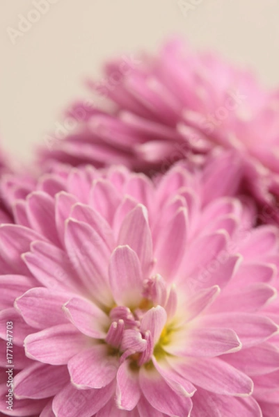 Obraz Close-up selective soft focus pink, lilac chrysanthemums, aster Flower bud, pestle; stamen, petals. Natural macro background