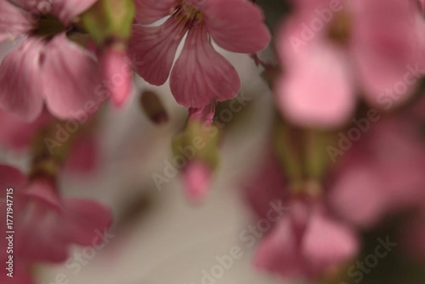 Obraz Smoke close-up selective soft focus pink Gypsophila, Vaccaria Flower bouquet on gray beige. Natural art blur background.