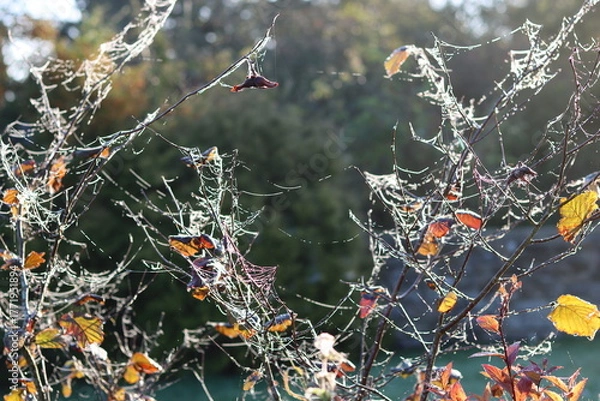 Obraz Cobwebs in a garden in autumn
