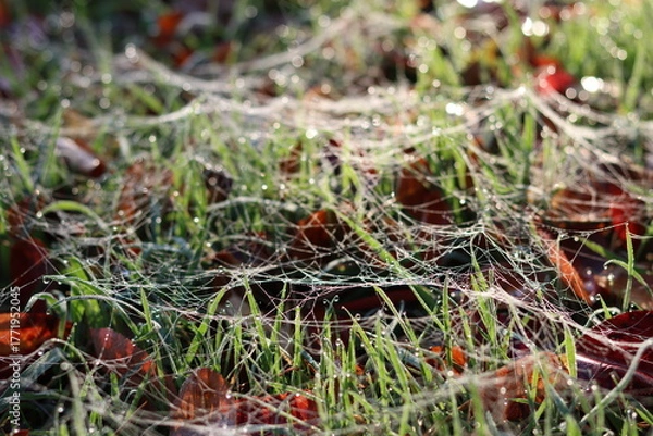 Obraz Cobwebs on grass, covered in dew