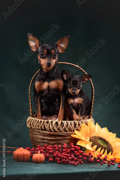 Fototapeta small dog puppy