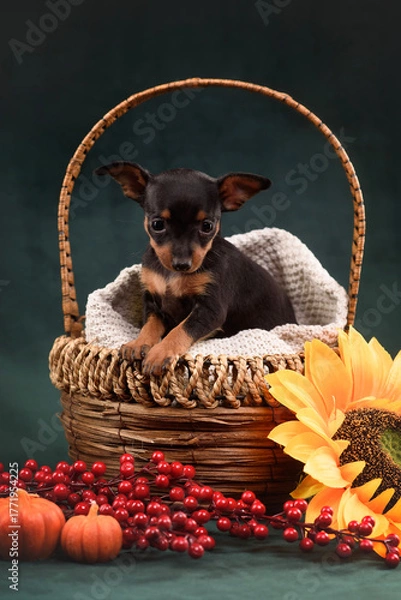 Fototapeta small dog puppy