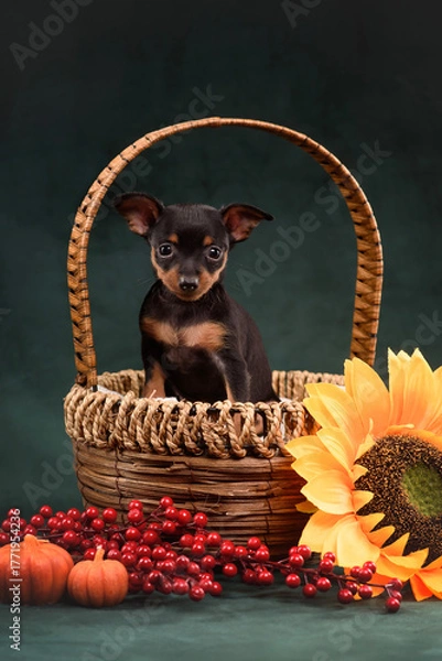 Fototapeta small dog puppy