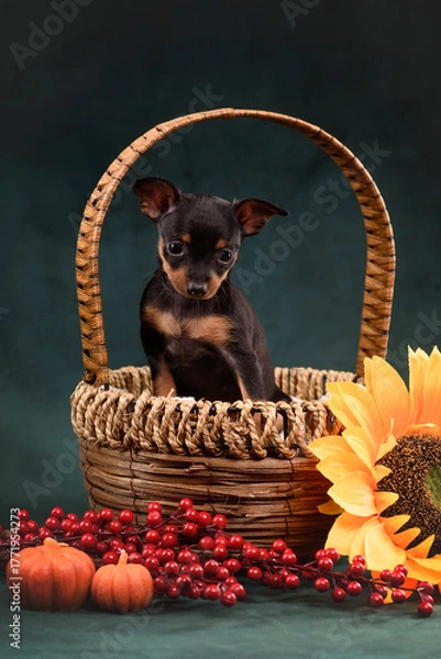 Fototapeta small dog puppy