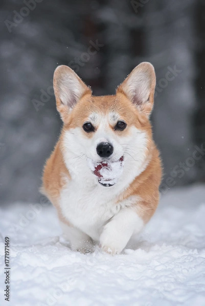 Fototapeta corgi