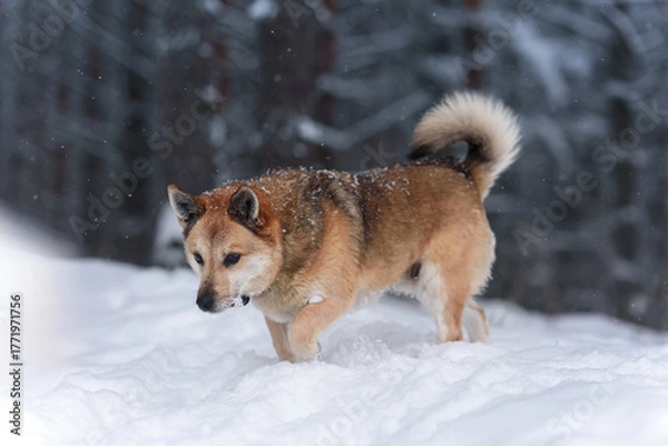 Fototapeta dog in snow