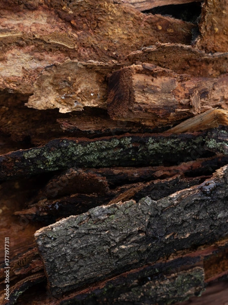 Obraz Rotten tree bark close-up texture