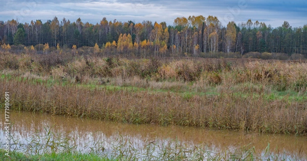Fototapeta a river in an autumn forest among fields