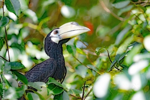 Obraz Dzioborożec malajski