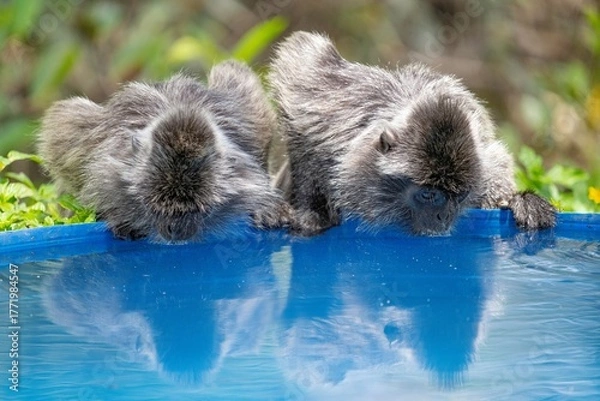 Obraz Małpy pijące wodę z basenu