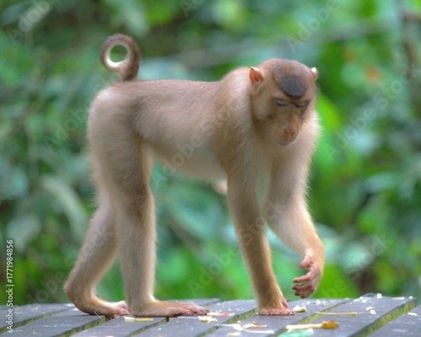 Obraz Małpa na platformie