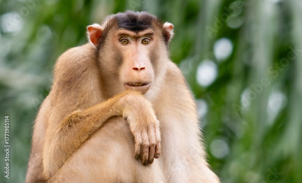 Obraz Portret makaka