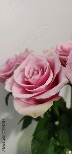 Fototapeta Beautiful pink roses in a simple vase on a light background