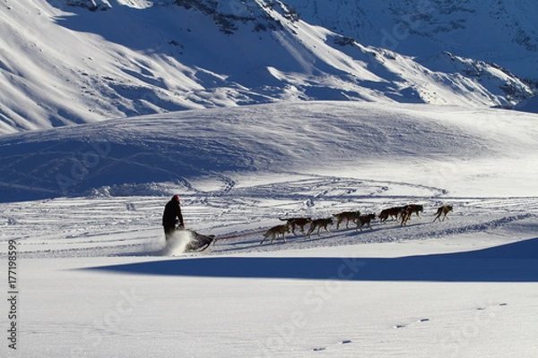 Obraz SLED DOG IN WINTER MOUNTAIN LANDSCAPE