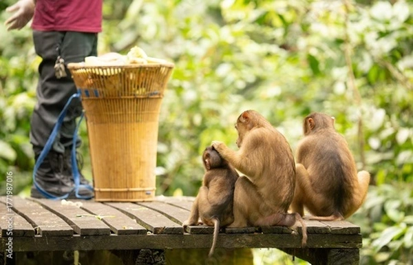 Obraz Dokarmianie małp
