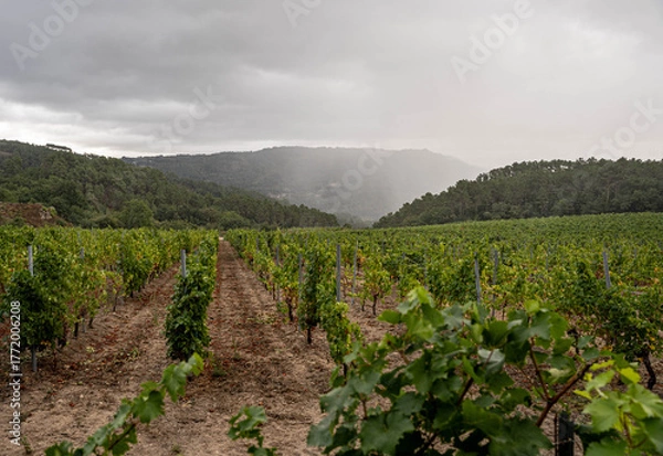 Fototapeta Landscape of vineyards in well-defined rows, extending to the slopes of the hills. Cloudy and dramatic sky, with a curtain of rain visible over the valley in the background. The vine is in full leaf.