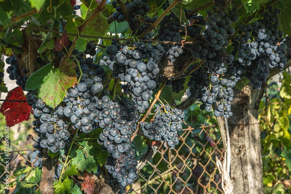 Fototapeta Close-up of clusters of ripe, juicy black grapes hanging from the vine in a vineyard or garden. The fruit is ready for harvest. A rusty metal mesh can be seen in the background.