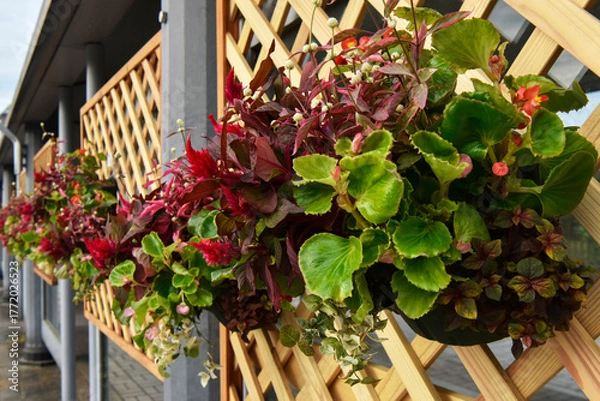 Obraz ハンギングフラワー