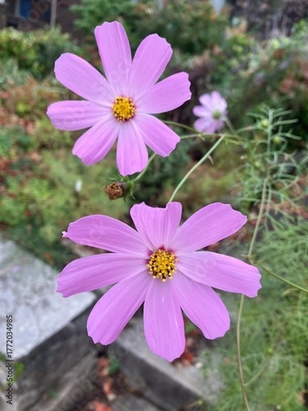 Obraz pink cosmos flowers