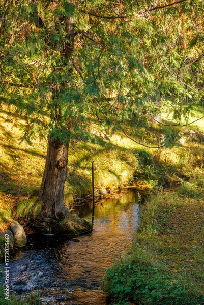 Fototapeta autumn in the forest with a small brook