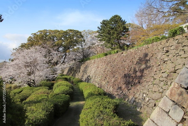 Obraz 福岡市の舞鶴公園の石垣と満開の桜