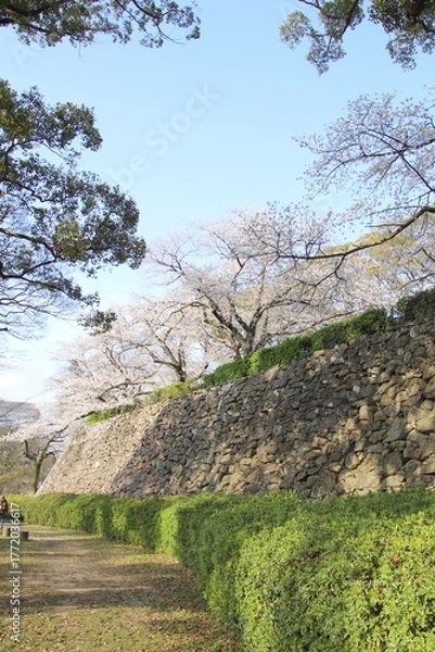Obraz 福岡市の舞鶴公園の石垣と満開の桜
