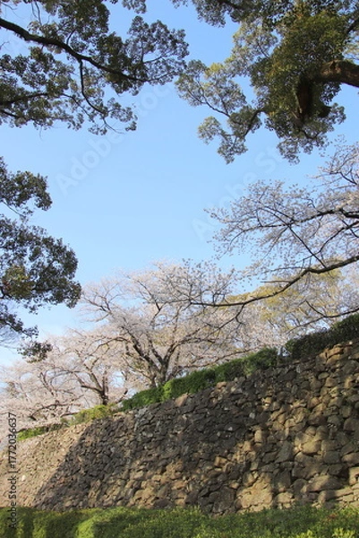 Obraz 福岡市の舞鶴公園の石垣と満開の桜
