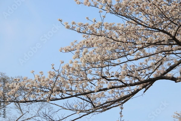 Obraz 福岡市の舞鶴公園の石垣と満開の桜